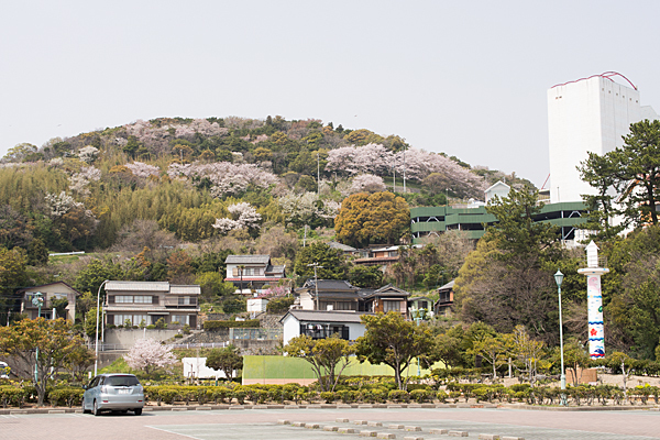 吉良の山と桜