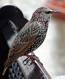250px-Common_starling_in_london.jpg