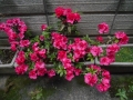 DSCN5265.jpg