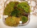DSCN5538.jpg