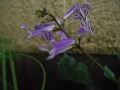 DSCN5720.jpg