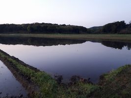 【写真】農園周辺の田んぼに張られた水面に映る三舟山