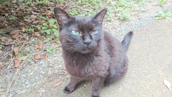 松山総合公園⑥の人懐っこい黒猫ちゃん