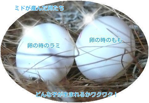①卵の時