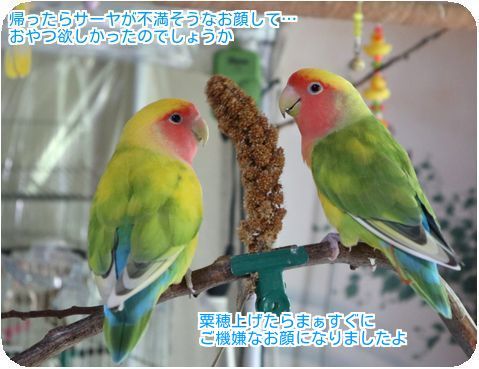 ③やっぱり粟穂