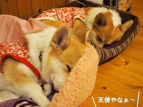 9天使やな