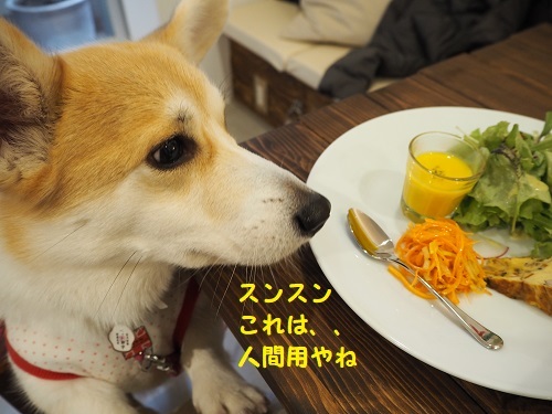 10人間用