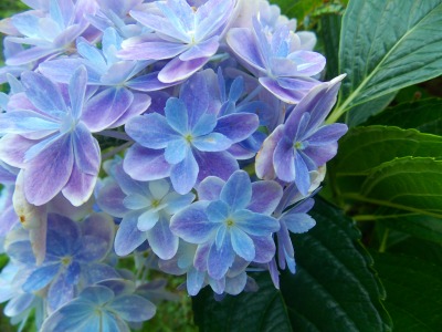 しょこおばさんのマイガーデン 紫陽花の種類