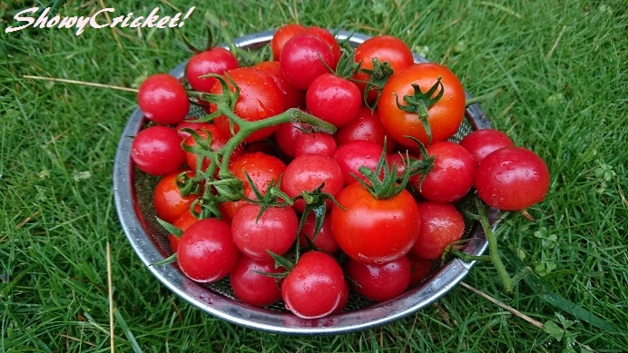 最適な材料 ミニトマトの種 シュガリーテール 短楕円 500粒 野菜の種 果菜 Portalcultura Net Br