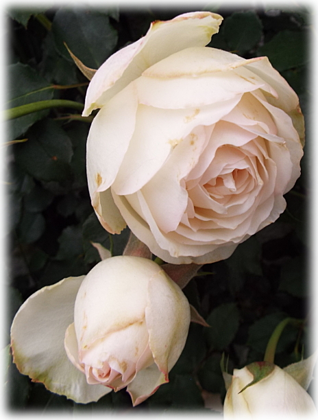 バラ ブノワマジメル春の花と二番花 多花性かと思うほど花付き良くエレガントなバラ アンプルールデュマロックのいる庭 妖精のローズガーデン
