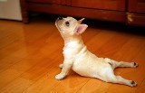 funny-animals-doing-yoga-2[1] (160x103)
