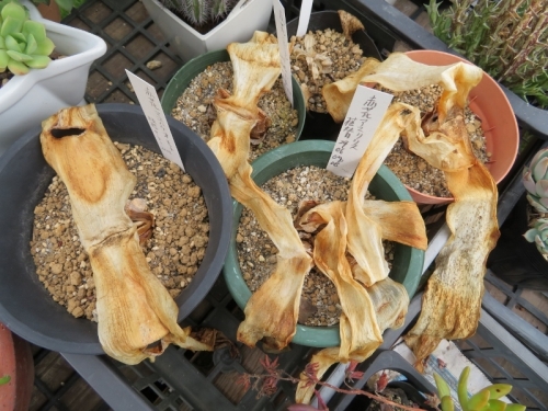 アカバナマユハケオモト（Haemanthus coccineus）夏季落葉型～2018.07.13