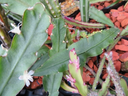 ■レピスミウム・クルシフォルメ（ネズミ尾葦）（Lepismium cruciforme）混白花（左）、ピンク花（右）～2018.08.09
