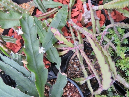■レピスミウム・クルシフォルメ（ネズミ尾葦）（Lepismium cruciforme）混白花（左）、ピンク花（右）～2018.08.09