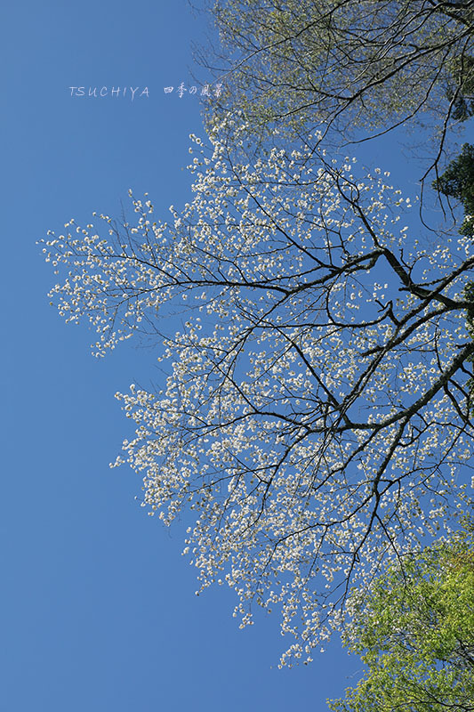 野桜
