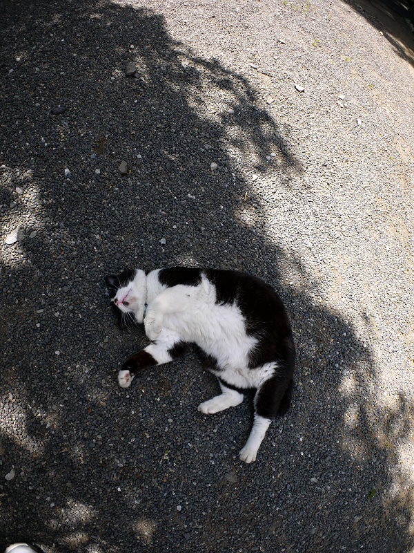 木漏れ日の中を転がる黒白猫1