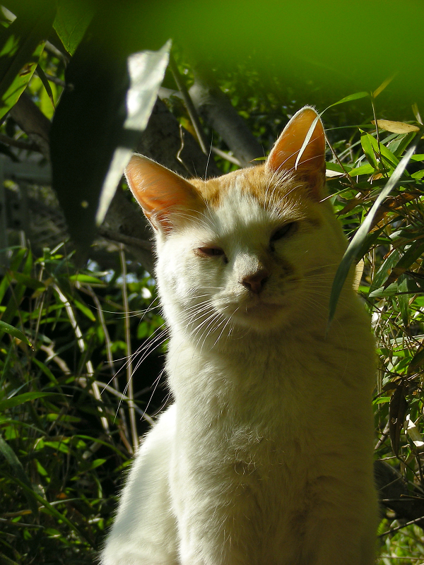 日差し茂み白茶猫2
