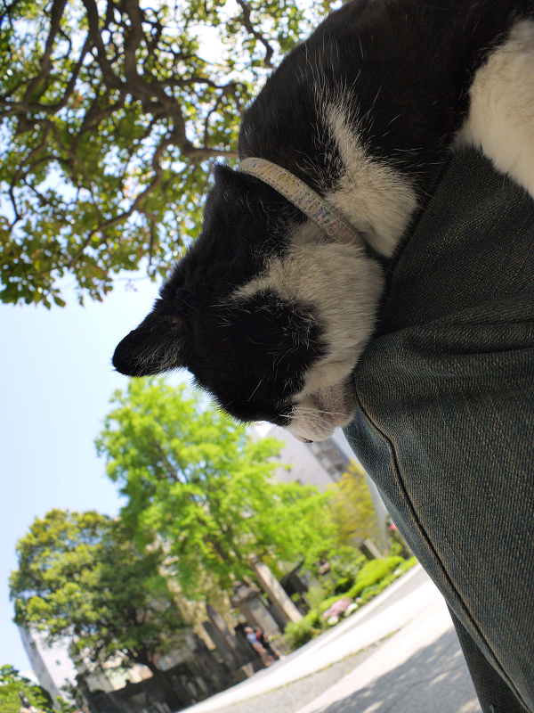 膝で垂れてる黒白猫2