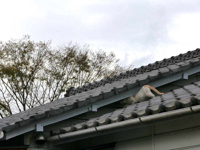 屋根瓦を歩く茶白猫3