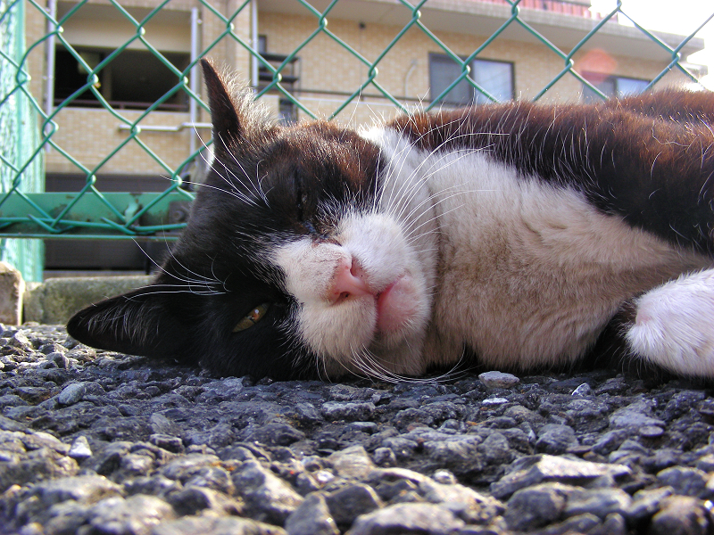 金網の前で横になってる黒白猫2