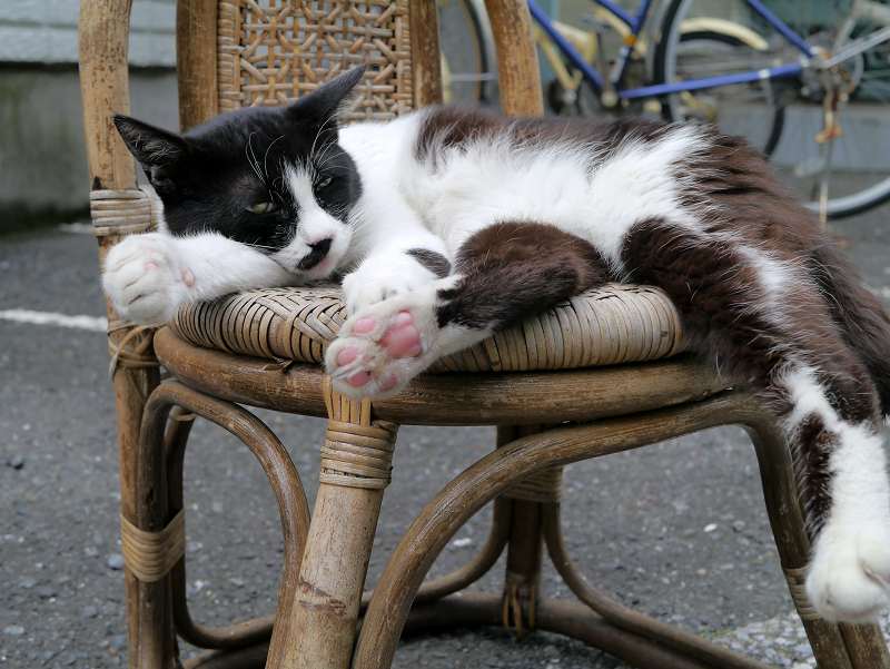 籐製の椅子と黒白猫2