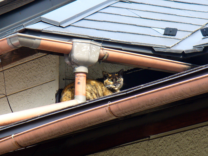 屋根のサビ柄猫