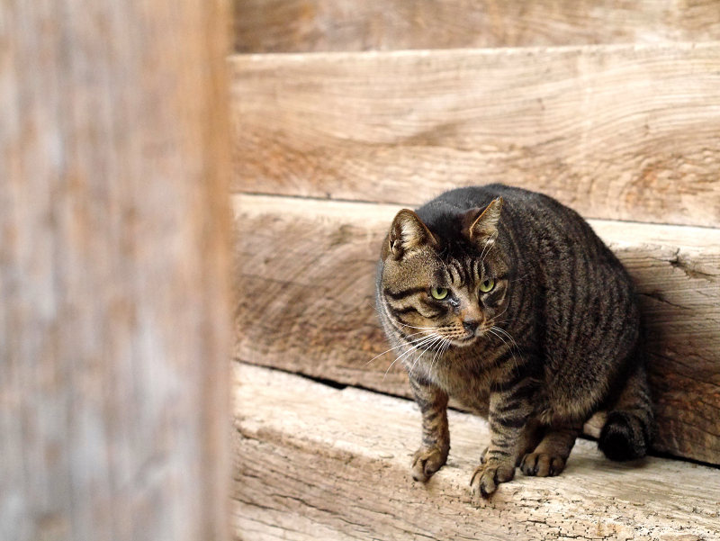木製階段前のキジトラ猫1