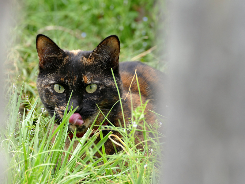草むらで低い姿勢のサビ柄猫2