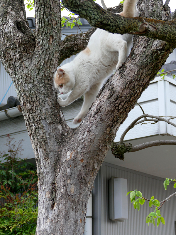 木から降りようとしてる茶白猫1