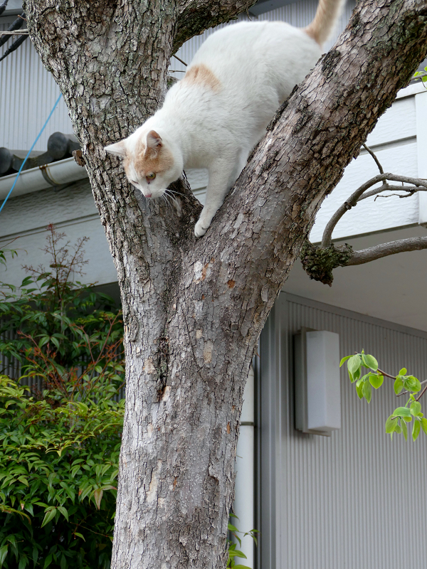 木から降りようとしてる茶白猫2
