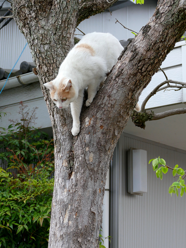 木から降りようとしてる茶白猫3