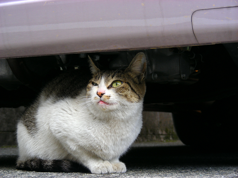コンビニ駐車場で車の下のキジ白猫2