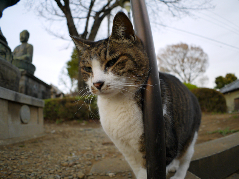 階段手すりに寄りかかったキジ白猫4