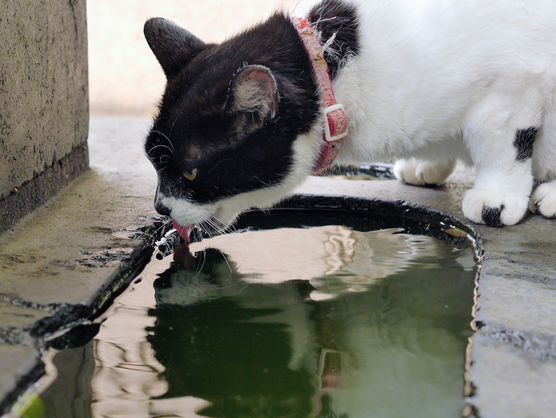 石碑で水を飲む白黒猫2