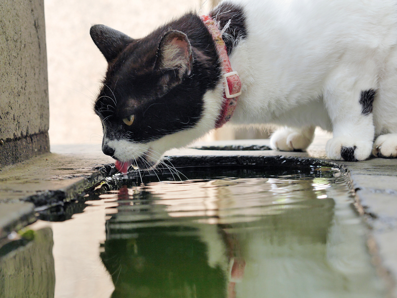 石碑で水を飲む白黒猫3