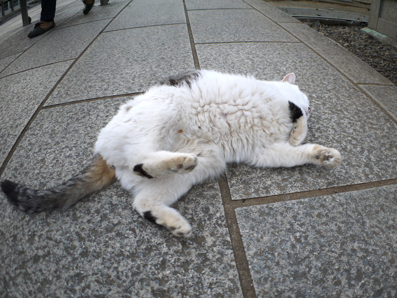 参道で転がる白キジ猫2