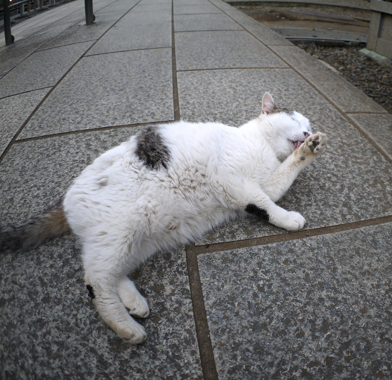 参道で転がる白キジ猫3