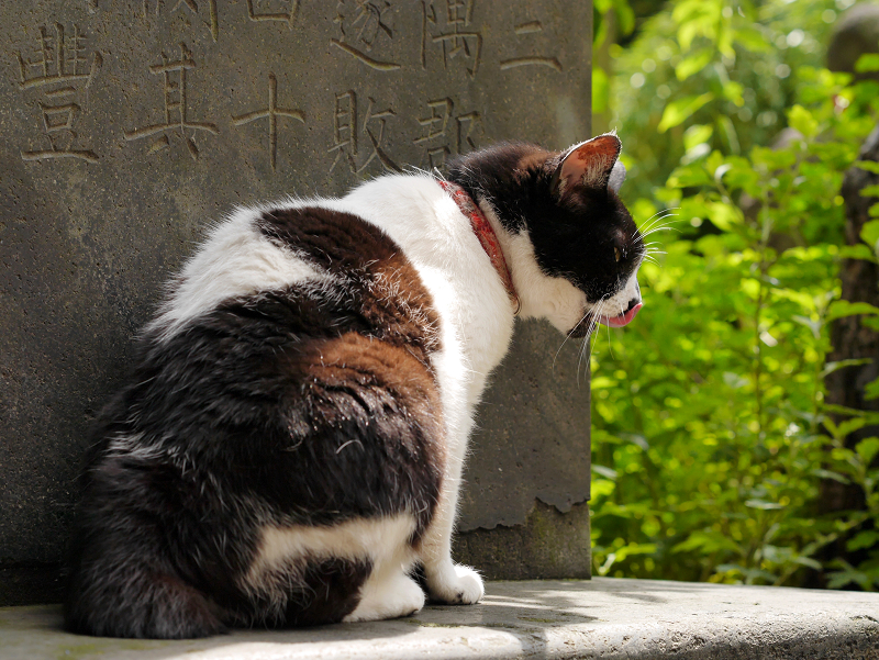 石碑の陰の白黒猫2