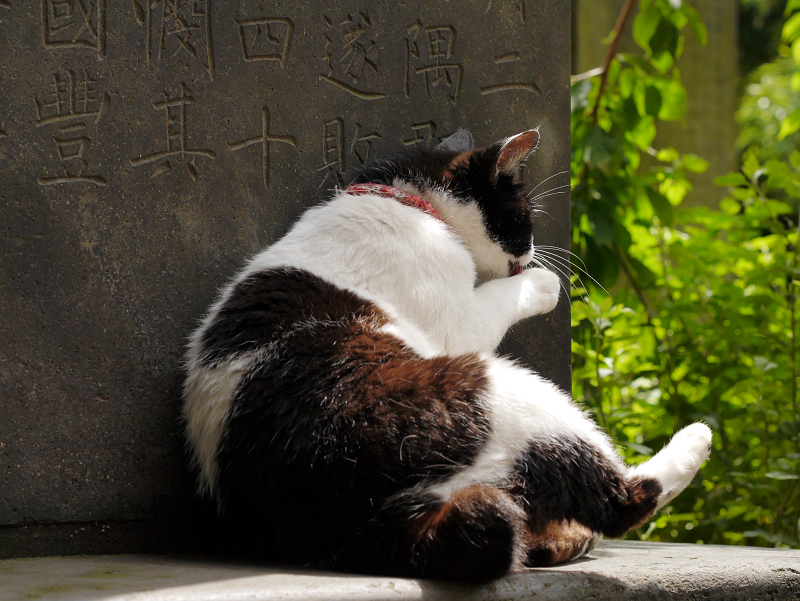 石碑の陰の白黒猫3