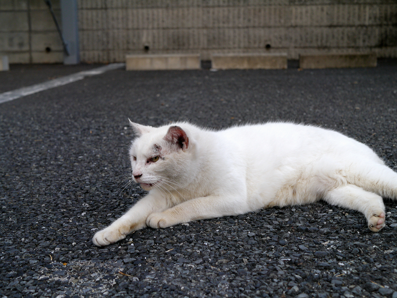 駐車場で腹ばってる白猫2