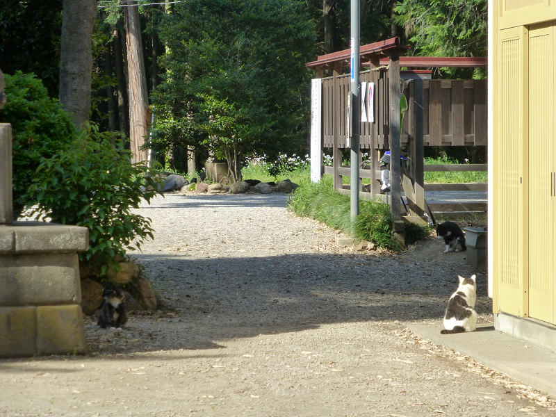 神社参道脇の猫たち1