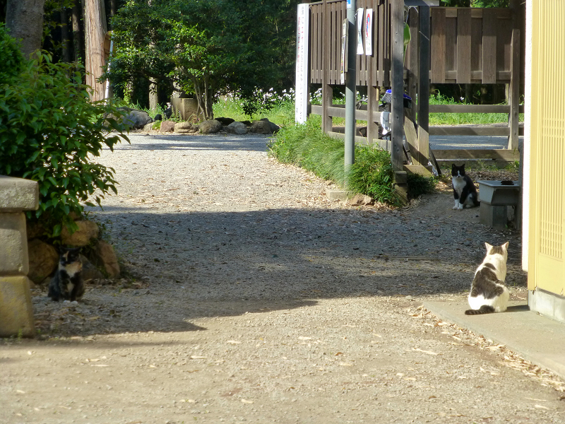 神社参道脇の猫たち2