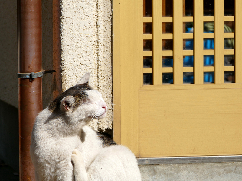 玄関横でカキカキしているキジ白猫1