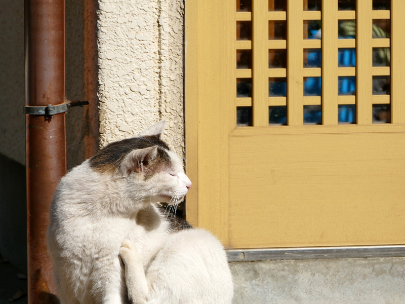 玄関横でカキカキしているキジ白猫2