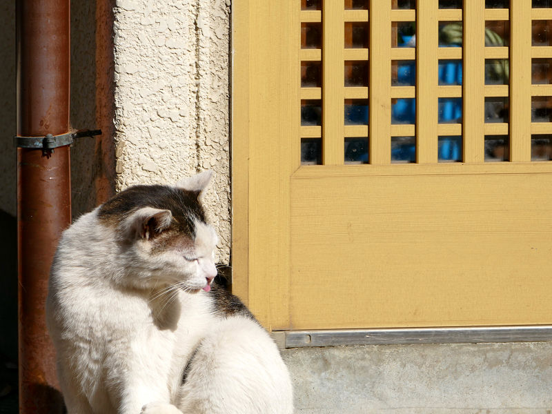玄関横でカキカキしているキジ白猫3