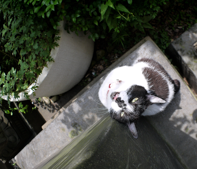 上を向いて石碑に後頭部を擦り付ける白黒猫