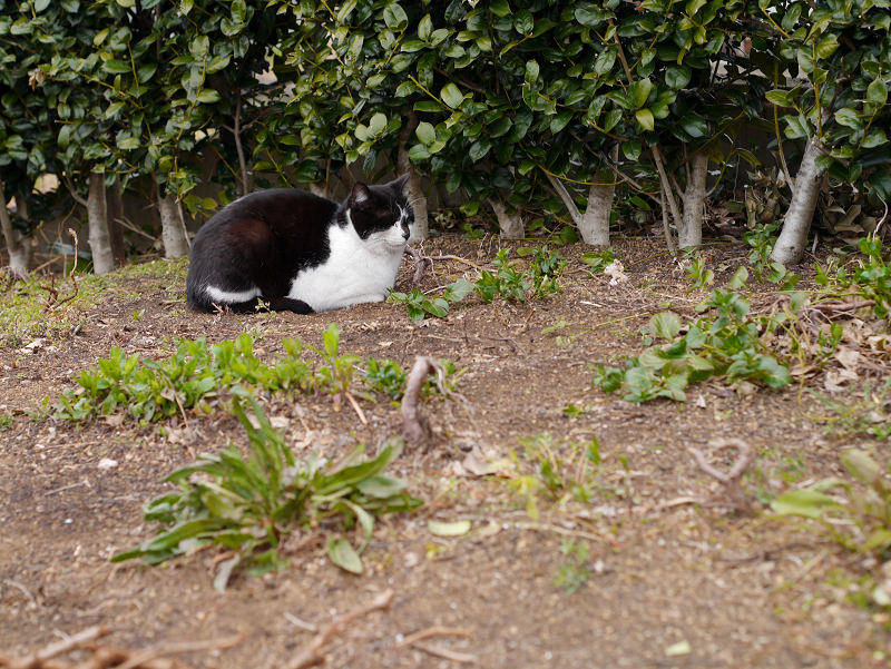 土の上の黒白猫2