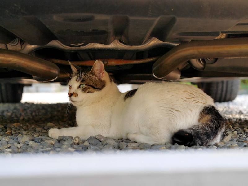 車の下の白キジ猫2