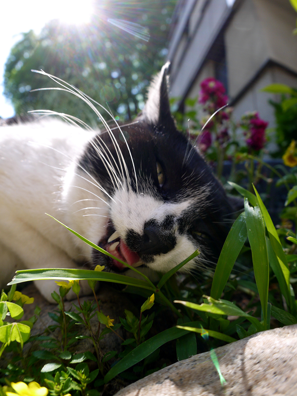 逆光で草を食べる白黒猫1