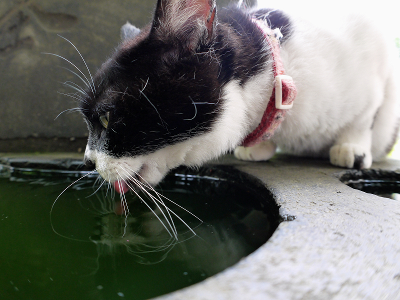 石碑でベロ出し水飲み白黒猫1